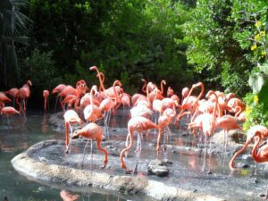 Flamingos