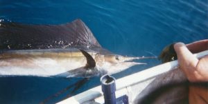 fish7