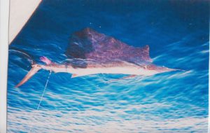 fish8